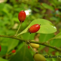 Erythroxylum novogranatense (D.Morris) Hieron.